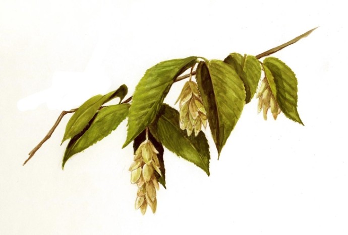 Hophornbeam