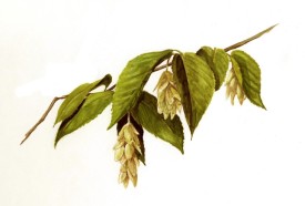 Hophornbeam thumbnail