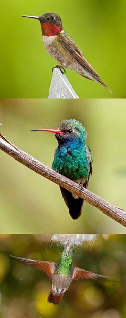 hummers4.jpg thumbnail