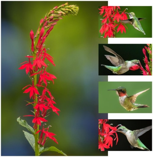 Hummingbirds and cardinal flowers