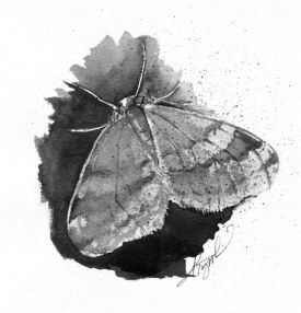 huntersmothpix.jpg thumbnail