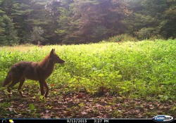 i-13sept15_eastern_coyote_w8.jpg