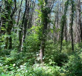 Invasive buckthorn thumbnail