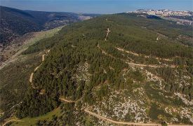 israel_forest_1.jpg thumbnail