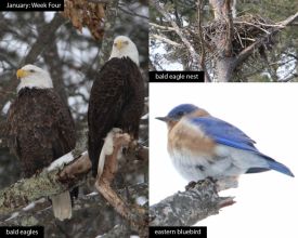 January nature thumbnail