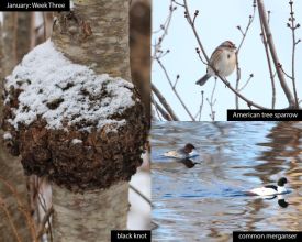 January nature thumbnail