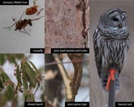 January nature thumbnail