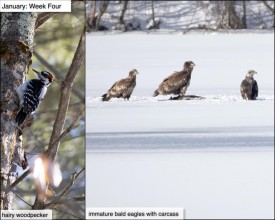 January Nature thumbnail