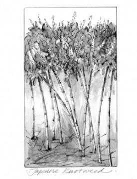 Japanese_knotweed_thumb.jpg thumbnail