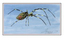 Joro spider thumbnail