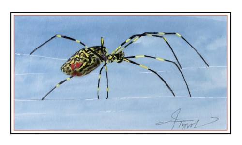 Joro spider