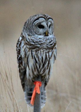 Owl thumbnail