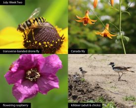 July nature thumbnail