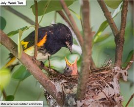 July nature thumbnail