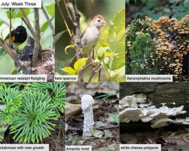 July nature thumbnail