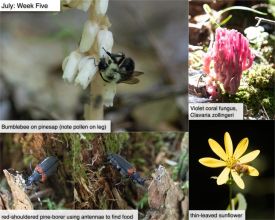 July nature thumbnail