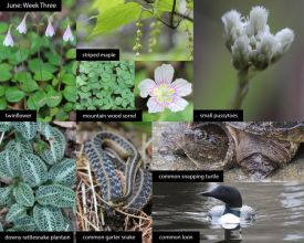 june-week-3-25.jpg thumbnail