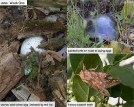 June nature thumbnail