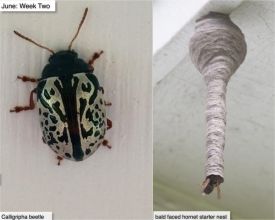 June nature thumbnail