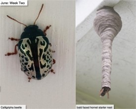 June nature thumbnail