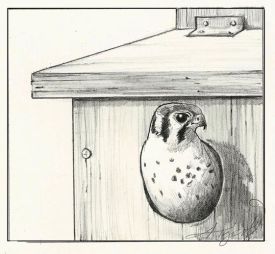 kestral_web.jpg thumbnail