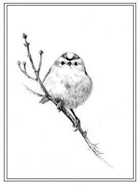 Kinglet_web.jpg thumbnail