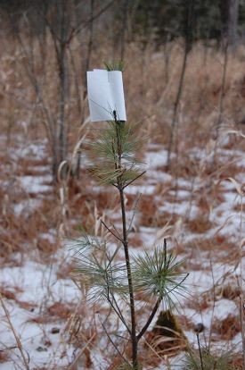 KNOT_BUDCAP.jpg thumbnail