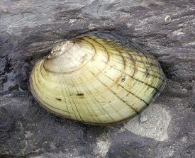 Lampmussel thumbnail