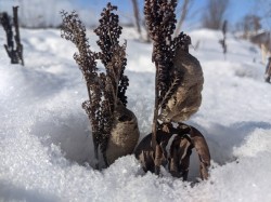 Ferns Photo: Samantha Langevin