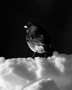 Dark eyed junco Photo: Ross Lanius