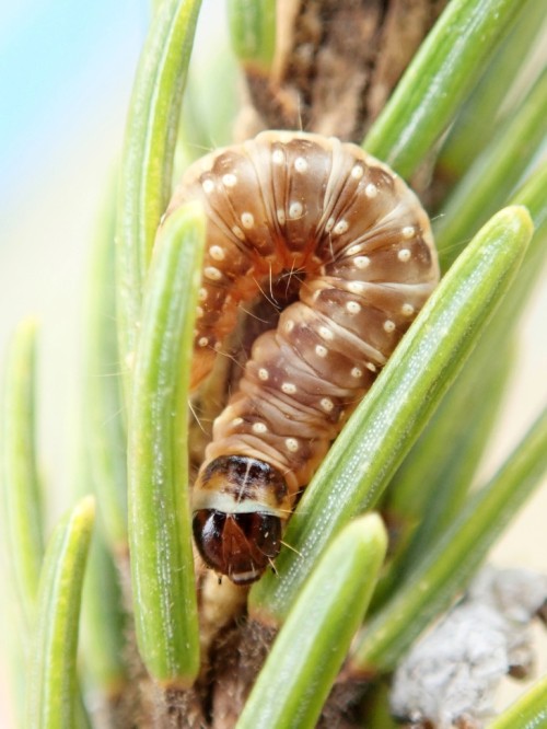 Late instar budworm