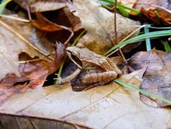 late_october_wood_frog_smW.jpg
