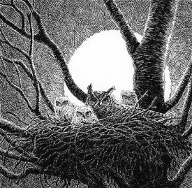 LEAD-owl-feature.jpg thumbnail