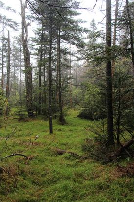 lead-shot-w.jpg thumbnail