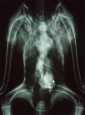 lead_ammo_1.jpg thumbnail