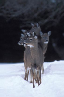 lead_option_2.jpg thumbnail