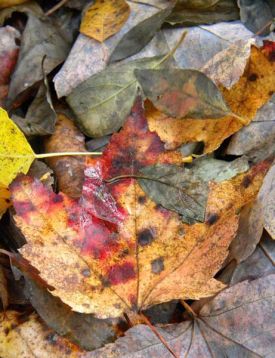 leaf_bloodB.jpg thumbnail