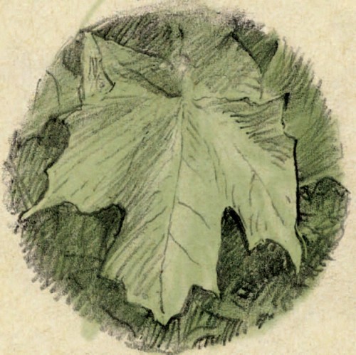 Leaf illustration