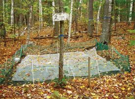 Leaf_litter.jpg thumbnail