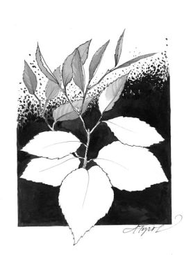 Leaf_size.jpg thumbnail