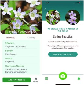 Plant identification apps thumbnail