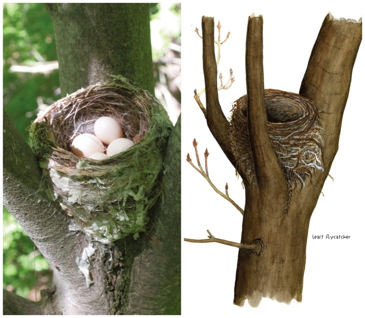 Least flycatcher nests