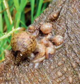 leech_mary_holland.jpg thumbnail