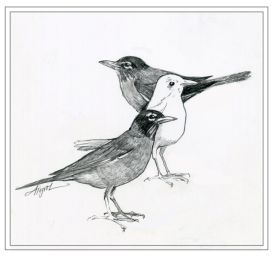 Leucistic_birds2.jpg thumbnail