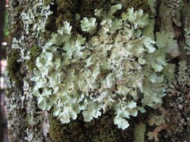 lichen_from_ginny1000.jpg thumbnail