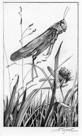 locus_web2.jpg thumbnail