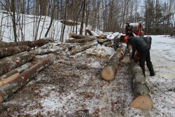 logging13.jpg