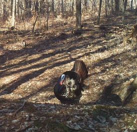 lonely_turkey_head.jpg thumbnail