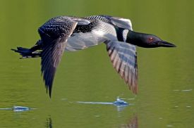 loon_flight.jpg thumbnail