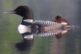 Loon mama thumbnail